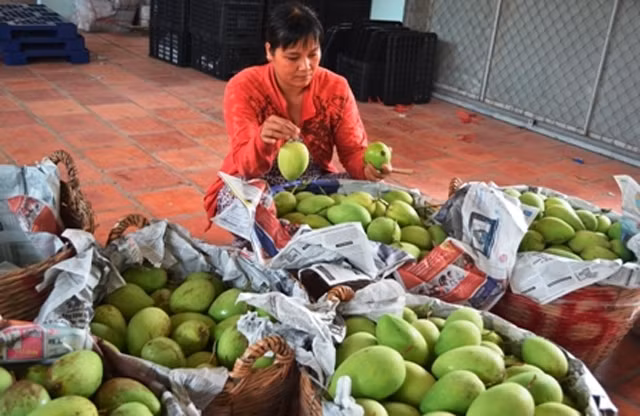 Phân loại xoài trước khi đưa ra thị trường.