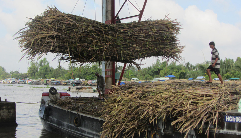 Cân mía tại cầu cảng Xí nghiệp đường Vị Thanh (ảnh: Hữu Phát).