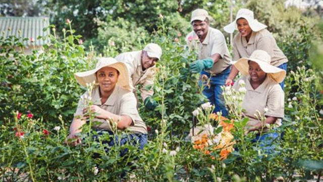 Các công nhân thu hoạch hoa hồng tại Langkloof. Ảnh: WELLINGTON