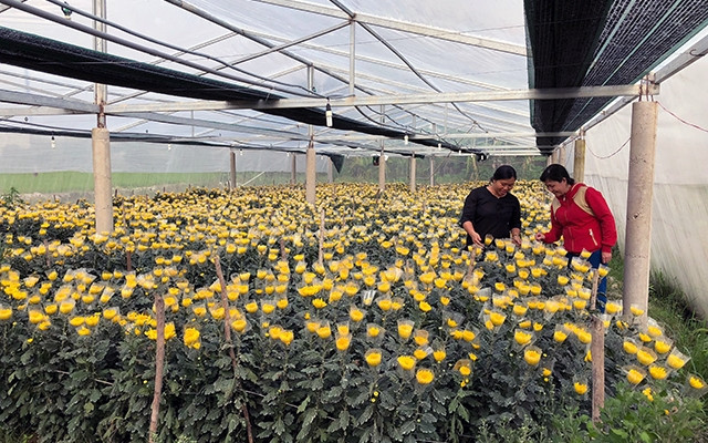 Chị Lê Thị Bích Ngọc, xã Long Mỹ (huyện Mang Thít) bên vườn hoa Ðà Lạt của gia đình.