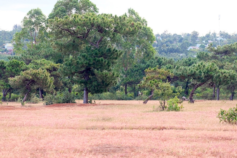 Còn được biết đến với tên gọi "Thung lũng cỏ hồng Glar", đồi cỏ hồng Glar thuộc xã cùng tên Glar, huyện Đăk Đoa, nằm ở ngoại ô và cách thành phố Pleiku chỉ 20km.