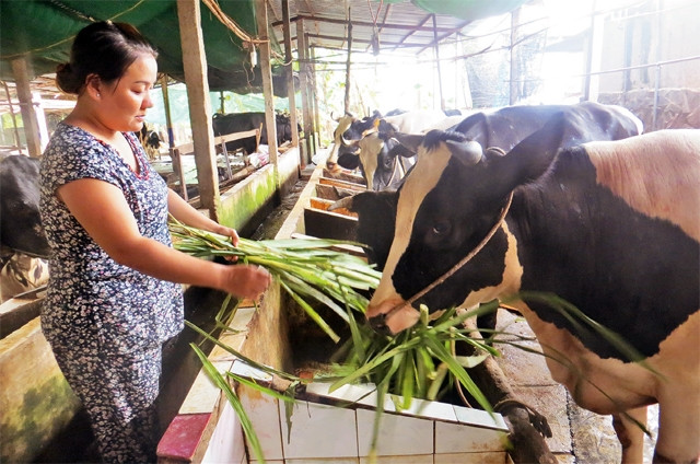 Một hộ chăn nuôi bò sữa ở Củ Chi.