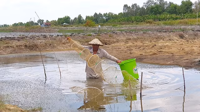 Mô hình tôm - lúa phù hợp với phát triển nông nghiệp bền vững tại ĐBSCL.