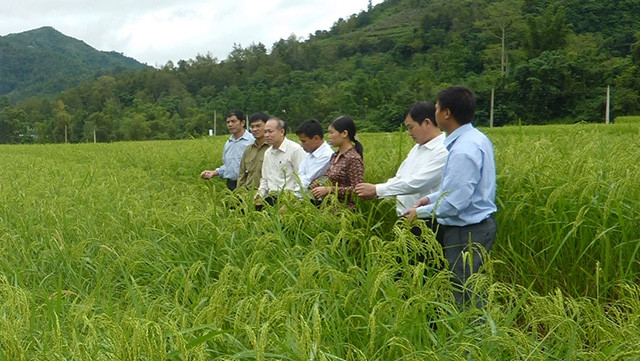 Cánh đồng trồng lúa Khẩu nua lếch tại xã Thượng Quan, huyện Ngân Sơn.