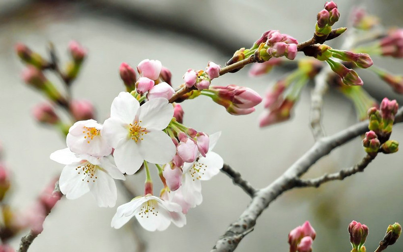 Hoa anh đào bắt đầu nở rộ ở đất nước "Mặt trời mọc" (Ảnh: Asahi) 