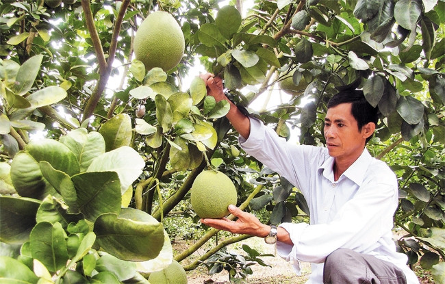 Bưởi Bắc Tân Uyên (Bình Dương) được cấp Giấy chứng nhận nhãn hiệu tập thể.