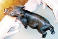 Trung Quốc nhân bản vô tính lợn thành công