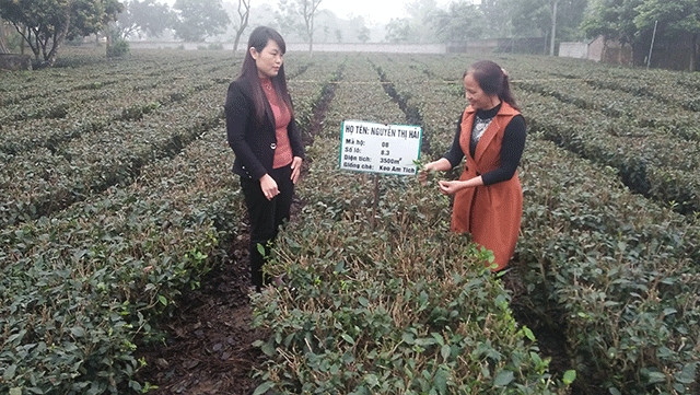Giám đốc HTX chè La Bằng Nguyễn Thị Hải (bên phải) giới thiệu quy trình sản xuất chè sạch. 