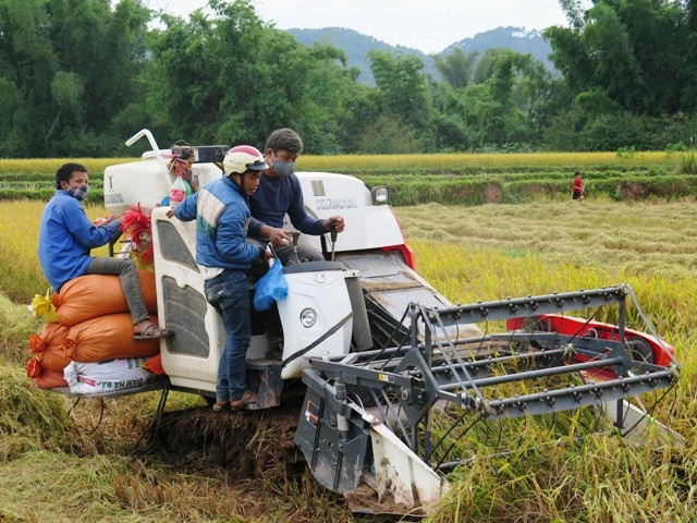 Bà con nông dân xã Gia Cát đưa máy gặt liên hợp vào thu hoạch lúa hè thu.