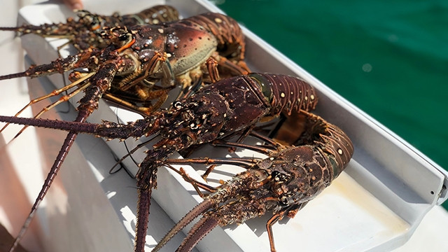 Bắt tôm hùm trên biển Caribbe