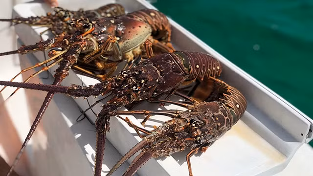 Bắt tôm hùm trên biển Caribbe