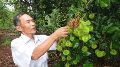 Chôm chôm là một trong những mặt hàng nông sản chủ lực của Ðồng Nai để xuất khẩu sang UAE.
