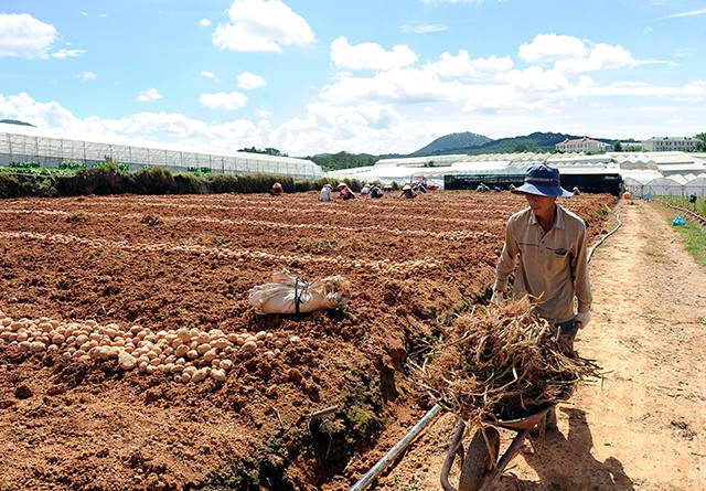 Nông dân TP Đà Lạt (Lâm Đồng) thu hoạch khoai tây. Ảnh: ĐĂNG ANH