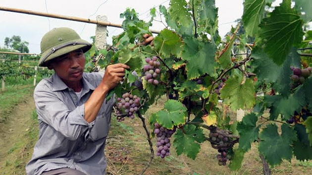 Anh Hoàng Văn Ba chăm sóc vườn nho Cự Phong.