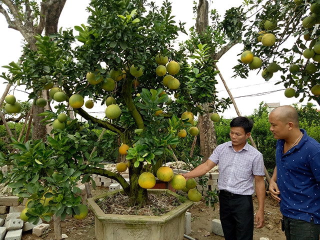 Ông Chu Thế Kiên giới thiệu với khách tham quan về cây bưởi cảnh.