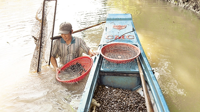 Anh Lê Văn Hoàng ngụp lặn dưới nước cào những con hến đen óng ánh.