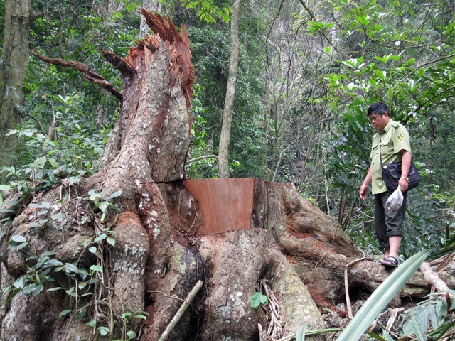 Gỗ quý hiếm trong Khu bảo tồn Kim Hỷ bị khai thác trái phép.