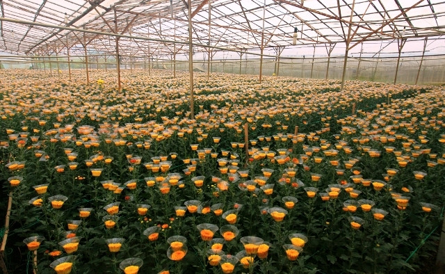 Dù bị ảnh hưởng nặng do bão số 12, nhưng đến nay người làng hoa đã sẵn sàng đón du khách tham dự Festival hoa Đà Lạt 2017.