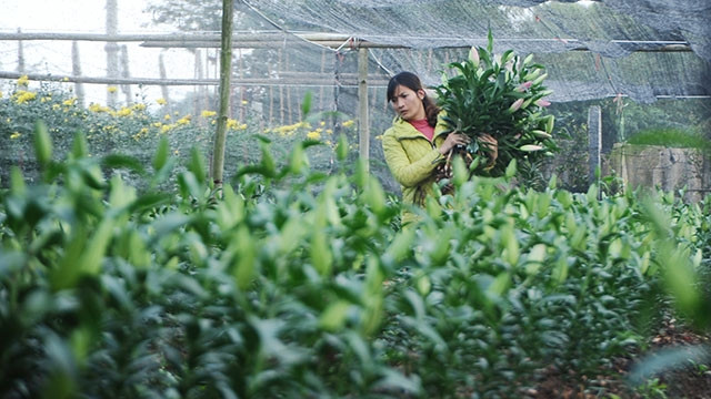 Hoa ly đem lại thu nhập cao cho người làm vườn.