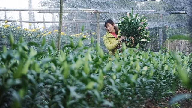 Hoa ly đem lại thu nhập cao cho người làm vườn.