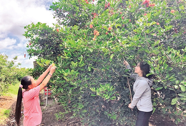 Du khách tham quan tham gia hoạt động trải nghiệm tại vườn cây ăn trái tại xã Trung An (Củ Chi).