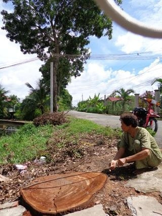 Cây xà cừ bị đốn hạ còn trơ gốc