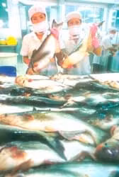 Hai doanh nghiệp thủy sản Việt Nam được giảm thuế bán cá basa vào Mỹ