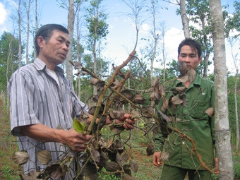 Vườn tiêu của gia đình ông Nguyễn Quang Lượng ở thôn 2, xã Trường Xuân, huyện Đác Song sau khi bón phân hữu cơ sinh họ