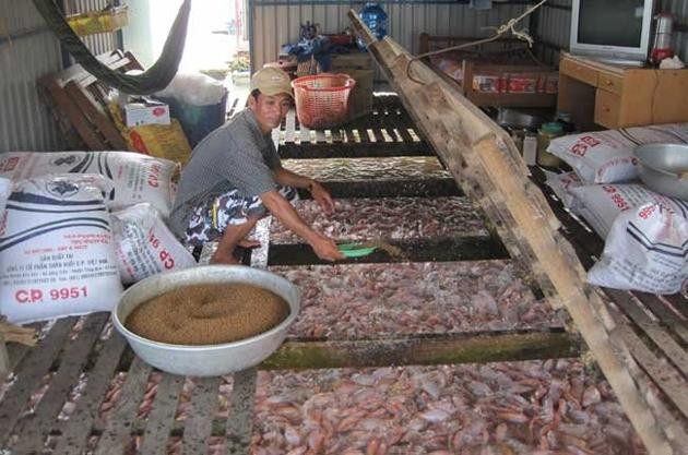 Nuôi cá bè trên sông Hậu.