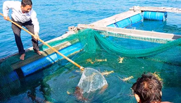 Ngư dân xã An Vĩnh, huyện Lý Sơn đầu tư nuôi tôm hùm lồng xuất khẩu.