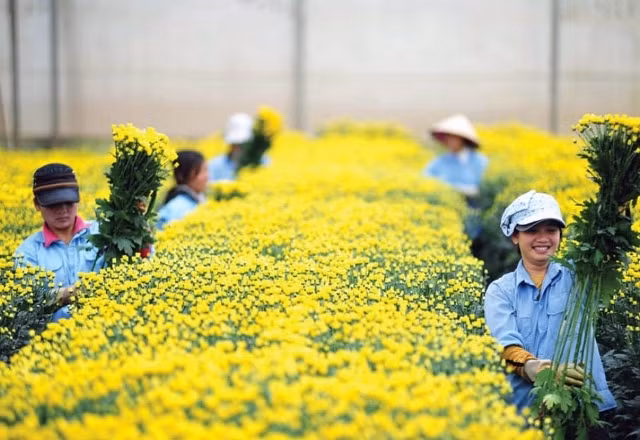 Nét dịu dàng của người phụ nữ xứ hoa.