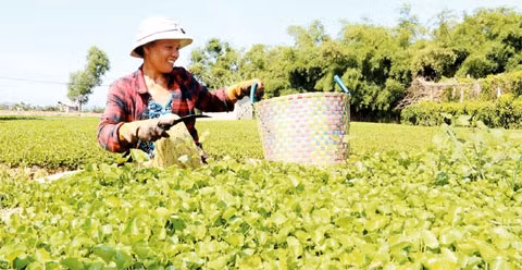 Với sáu sào đất trồng rau má, gia đình chị Cao Thị Ngọc Mai, thôn La Vân Thượng thu được gần 10 triệu đồng/tháng từ tiền bán rau. 