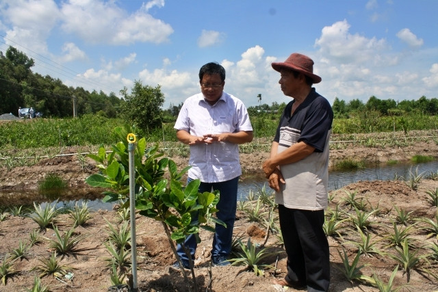 Người dân chuyển đổi trồng mít trên đất canh tác dứa ở huyện Tân Phước, tỉnh Tiền Giang.