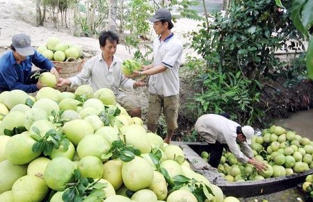 Thu hoạch bưởi tại xã Kế Thành, huyện Kế Sách (Sóc Trăng). Ảnh: TRUNG HIẾU