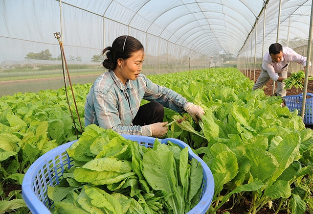 Nông dân Hợp tác xã rau - quả sạch Chúc Sơn (huyện Chương Mỹ, Hà Nội) thu hoạch rau trong nhà lưới. Ảnh: THANH LÂM