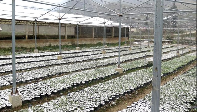 Tuyết rơi phủ trắng vườn ươm giống cây của Trung tâm Giống cây trồng Phố Bảng (Đồng Văn).