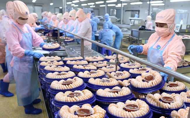 Chế biến tôm xuất khẩu tại nhà máy của Tập đoàn Minh Phú ở Khu công nghiệp Nam Sông Hậu (tỉnh Hậu Giang). Ảnh: VŨ SINH (TTXVN)