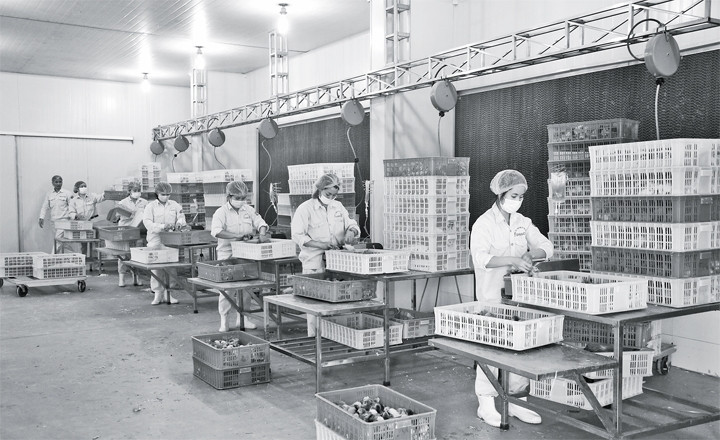 Tiêm vắc-xin cho gà con bằng máy tiêm tự động tại Công ty TNHH MTV gà giống DABACO (Tập đoàn DABACO Việt Nam).