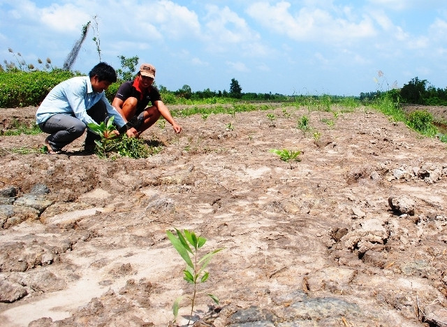 Đất rừng 135 giao về cho dân được đầu tư trồng rừng thâm canh năng suất cao. 