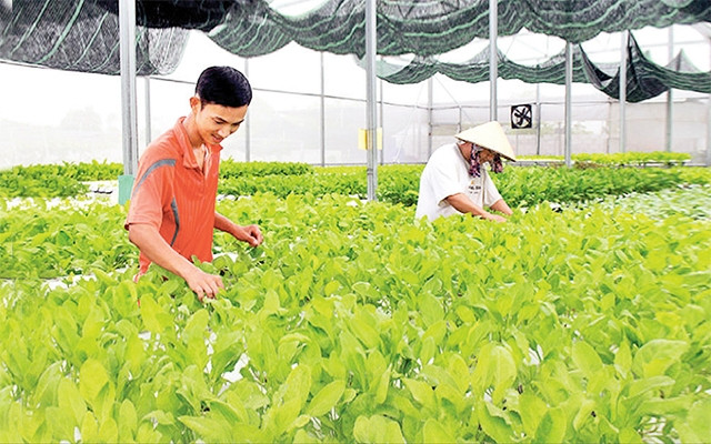 Nông dân Công ty TNHH Nông nghiệp sạch Sao Mai, xã Long Mỹ, huyện Ðất Ðỏ (Bà Rịa - Vũng Tàu) chăm sóc rau thủy canh. Ảnh: QUANG VINH