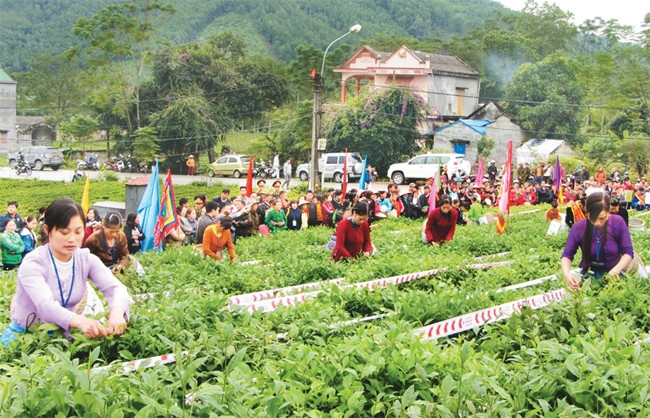 Các thí sinh tham gia phần thi hái chè tại Festival Trà Thái Nguyên - Việt Nam lần thứ ba, năm 2015 trong không gian văn hóa Trà Tân Cương (Thái Nguyên). Ảnh: ĐOÀN CHIẾN