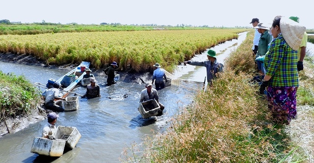 Gia đình bà Nguyễn Thị Cực (ấp Quyền Thiện, xã Biển Bạch Đông, huyện Thới Bình, tỉnh Cà Mau) thu hoạch tôm càng xanh.