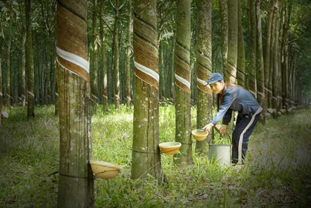 Thái-lan, Indonesia, Malaysia giảm xuất khẩu cao-su