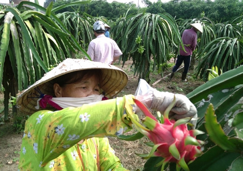  Rẫy thanh long ruột đỏ của ông Lê Văn Cúc ở xã An Phước (huyện Mang Thít, Vĩnh Long) cho thu hoạch ổn định, mang lại hiệu quả kinh tế cao.