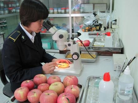 Cán bộ Chi cục Kiểm dịch vùng 7, cửa khẩu Tân Thanh (Lạng Sơn) kiểm tra mẫu quả.