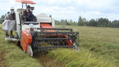 Muốn có máy thu hoạch, nông dân phải nhờ cò.