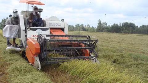 Muốn có máy thu hoạch, nông dân phải nhờ cò.