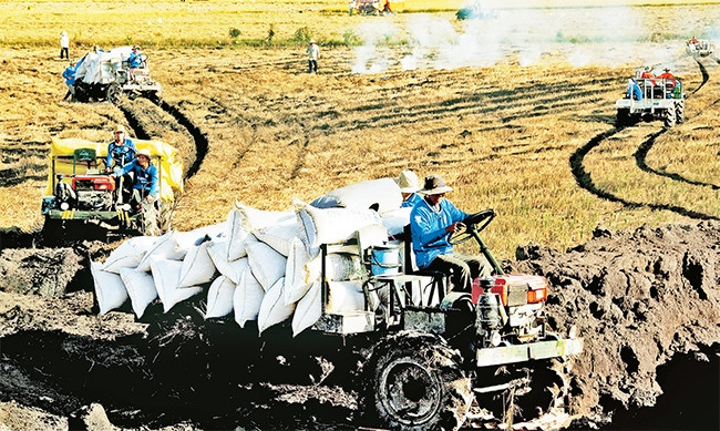 Thu hoạch lúa trên cánh đồng mẫu lớn ở tỉnh An Giang. Ảnh: NGỌC MINH