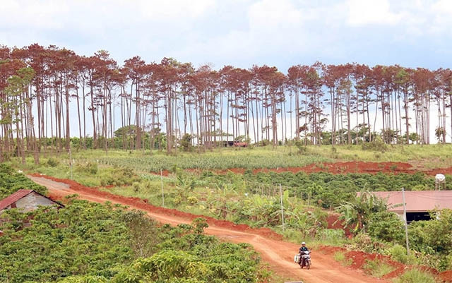 Hàng loạt cây thông đang chết đứng.