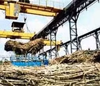 Tìm giải pháp để ngành mía đường trụ vững trên sân nhà